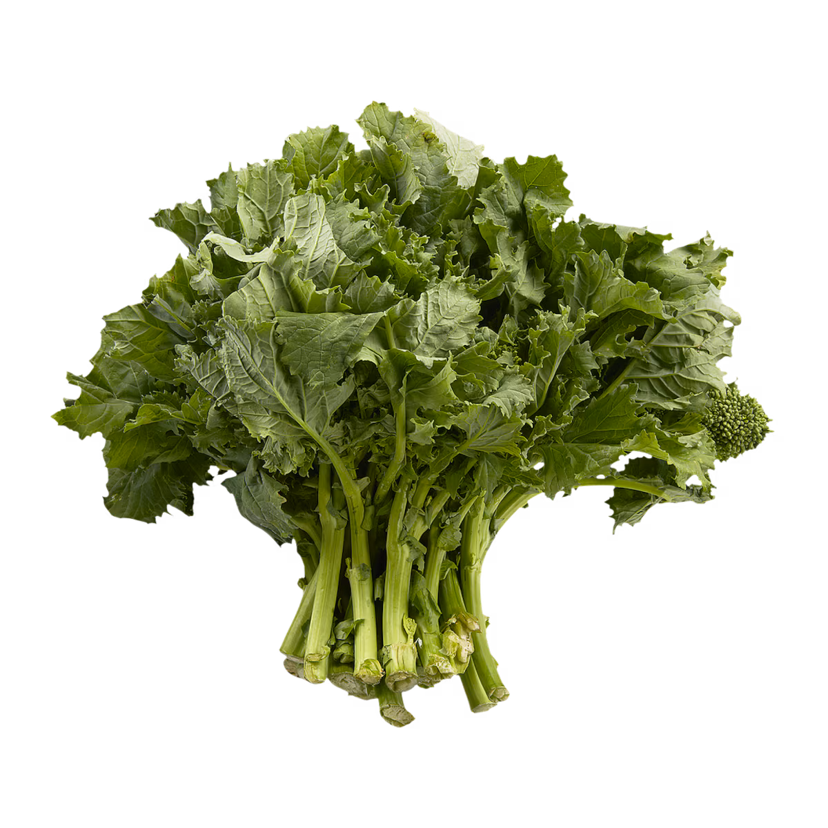 Rapini