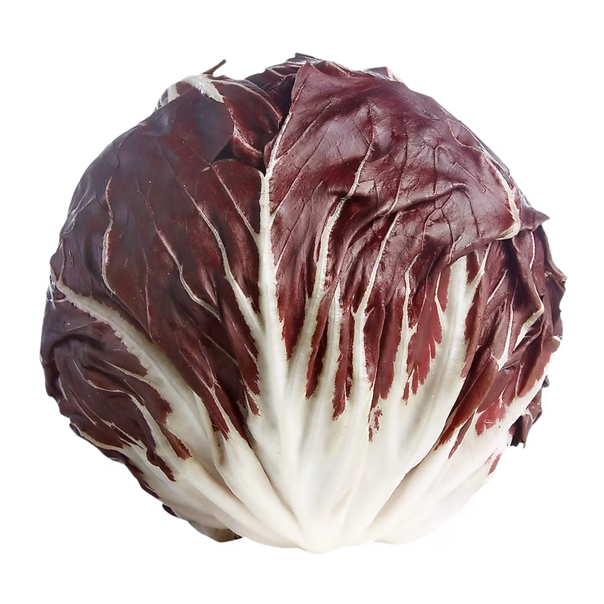 Radicchio chicorée