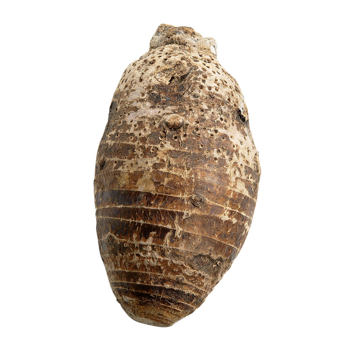 Taro moyen