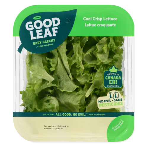 Laitue croquante