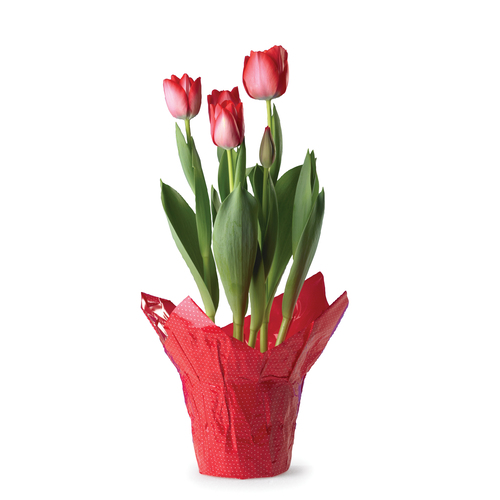 Bulbes de tulipes de printemps 6 pouces 1 un