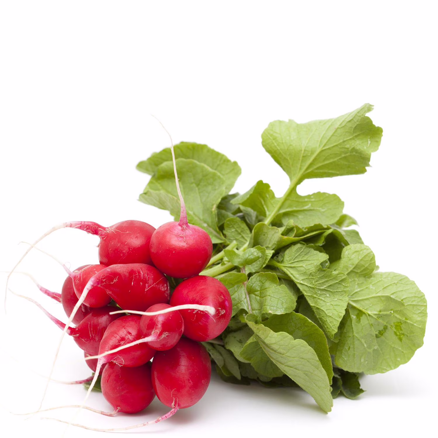 Radis rouges