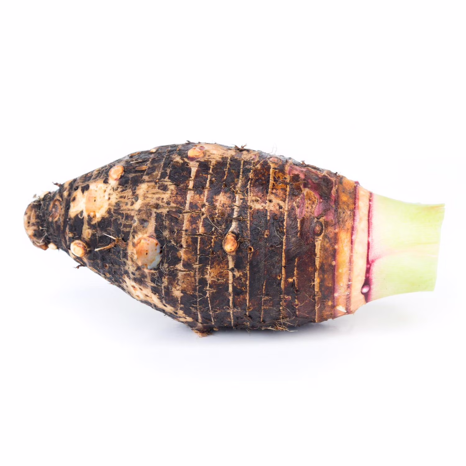 Taro racine. vendue individuellement. 0.06 - 0.17 kg