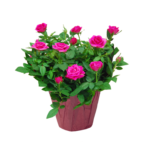Mini rosier 6 pouces 1 un