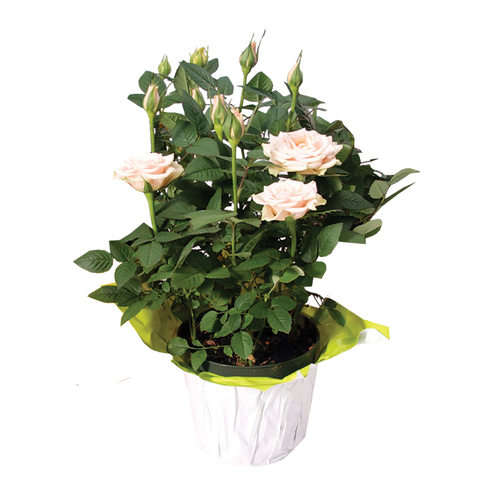 Pot de Mini rosier 4 pouces 1 un