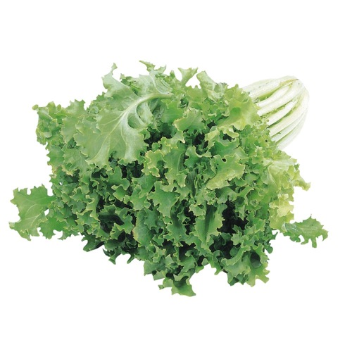 Scarole 1 un