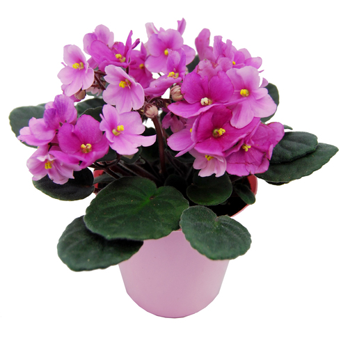 Violette africaine 4 pouces 1 un